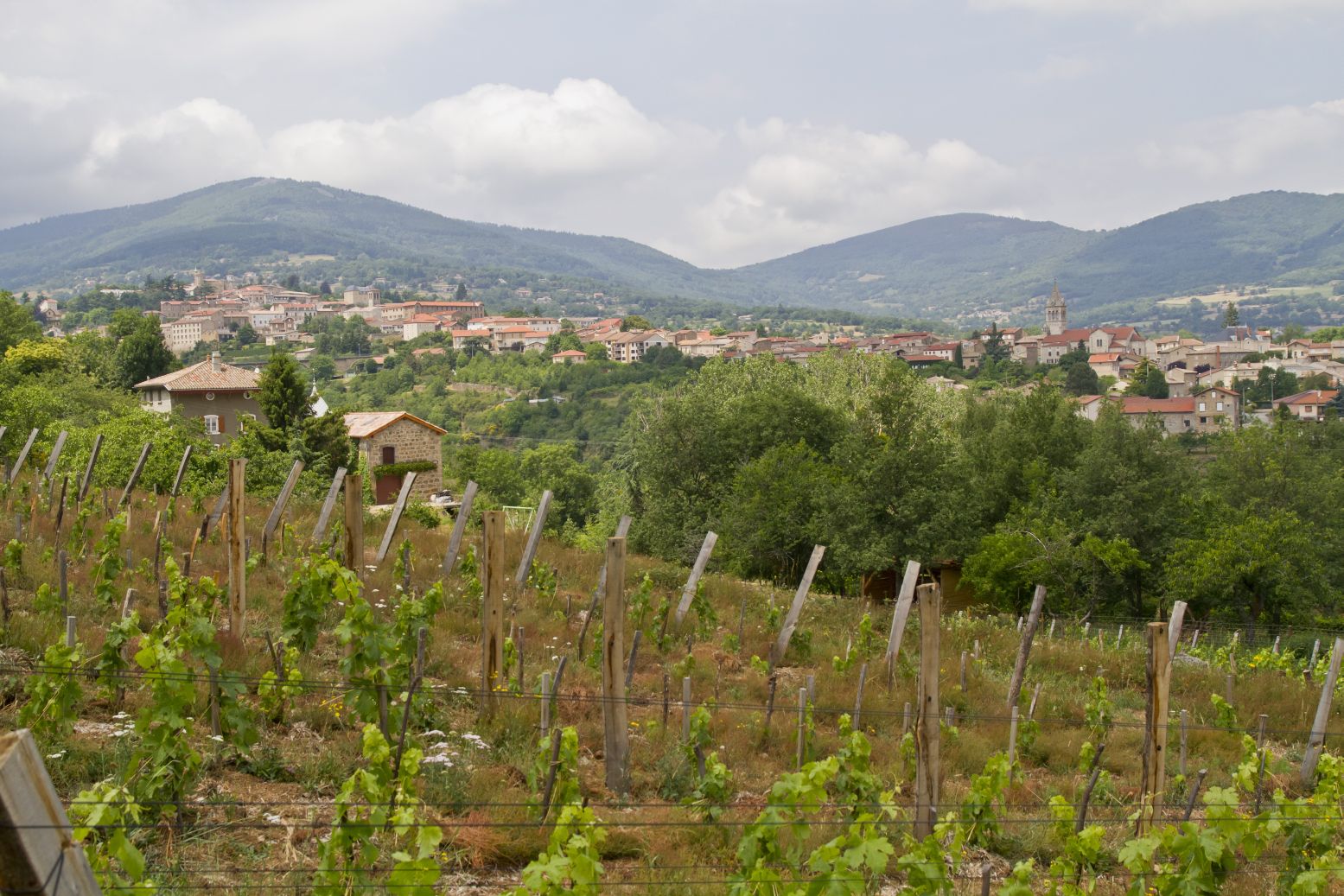 Vignoble Benoît Roseau